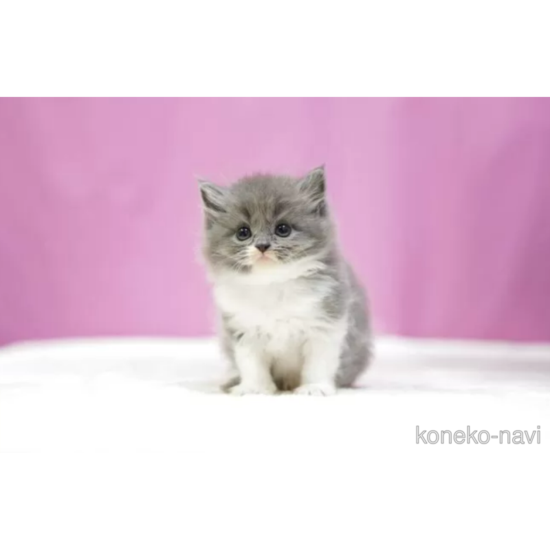 販売中の埼玉県のスコティッシュフォールド-121603の4枚目